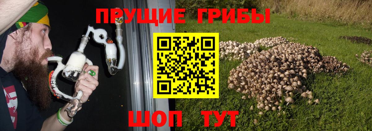наркотики  Вход с VPN  Георгиевск  Псилоцибиновые грибы ЛСД  Псилоцибиновые грибы Psilocybine cubensis 